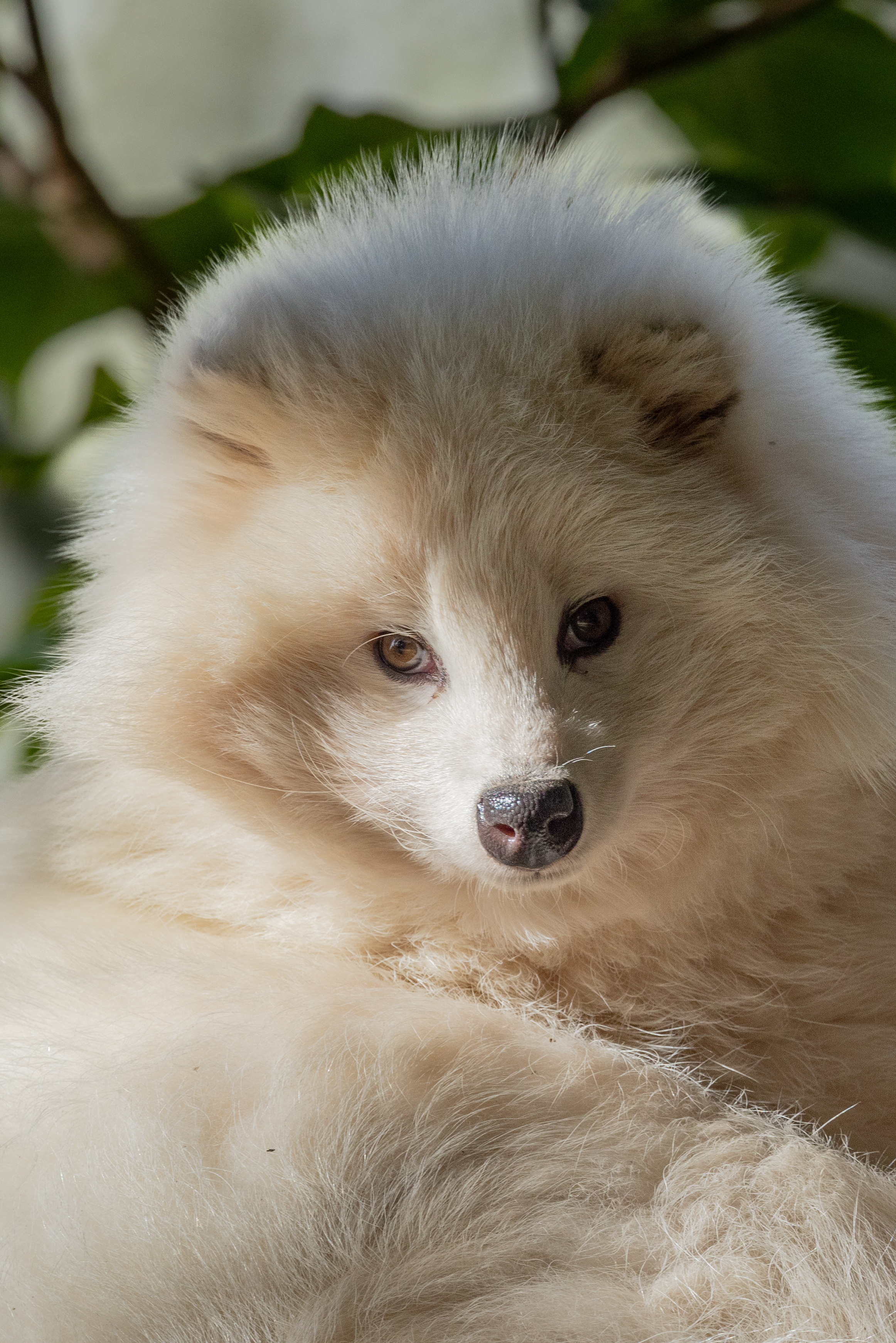 Pièce De Taxidermie Rare – Chien Viverrin Naturalisé, Fait En France