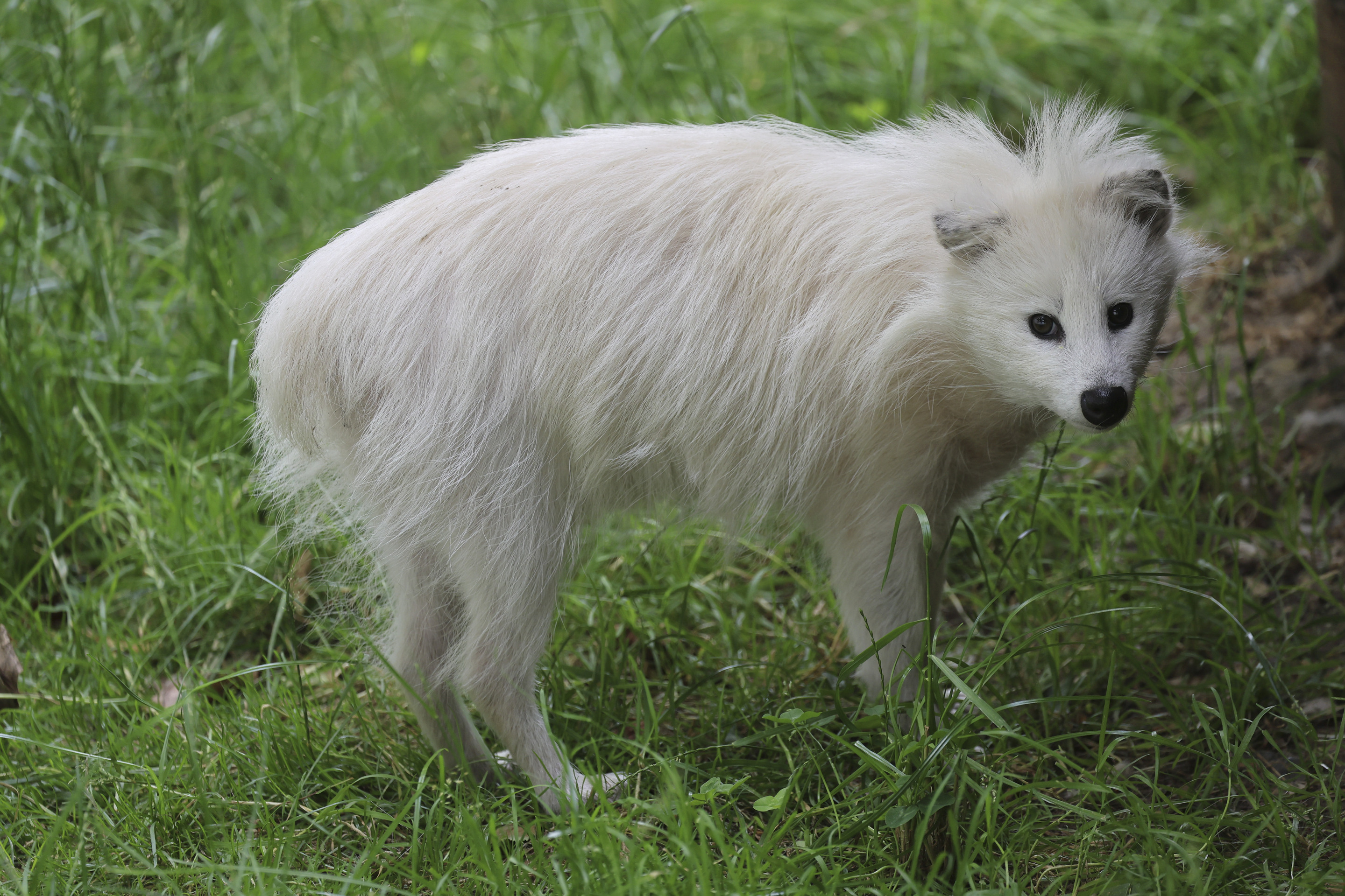 Après le loup, le chien viverrin vu en Loire-Atlantique