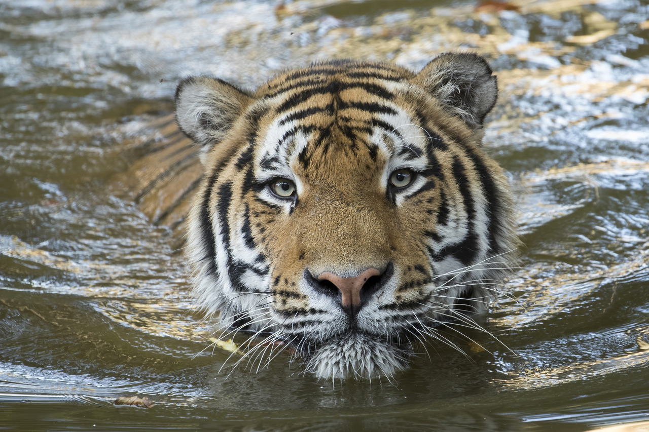 Le Tigre de Sibérie Pairi Daiza