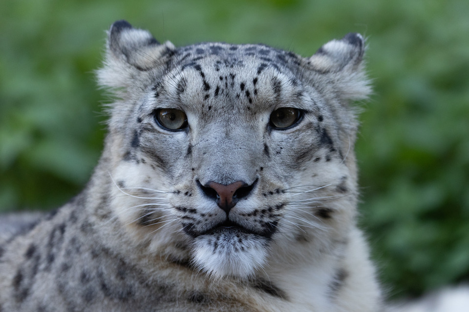 La Panthère des neiges | Pairi Daiza