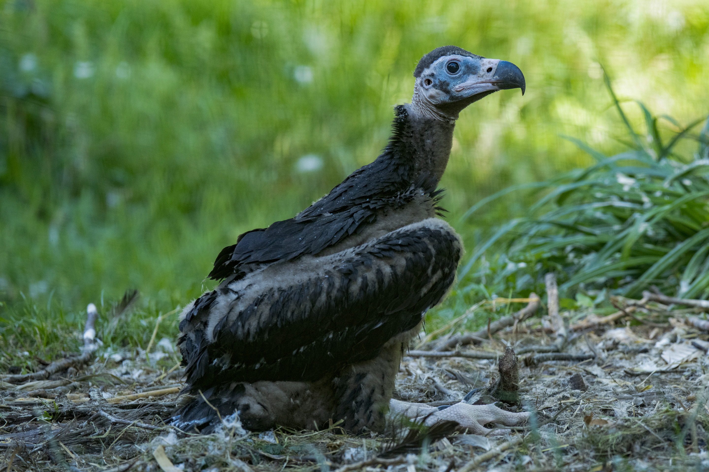 ビリヤードキューVULTURE $_1.JPG?set_id=880000500F