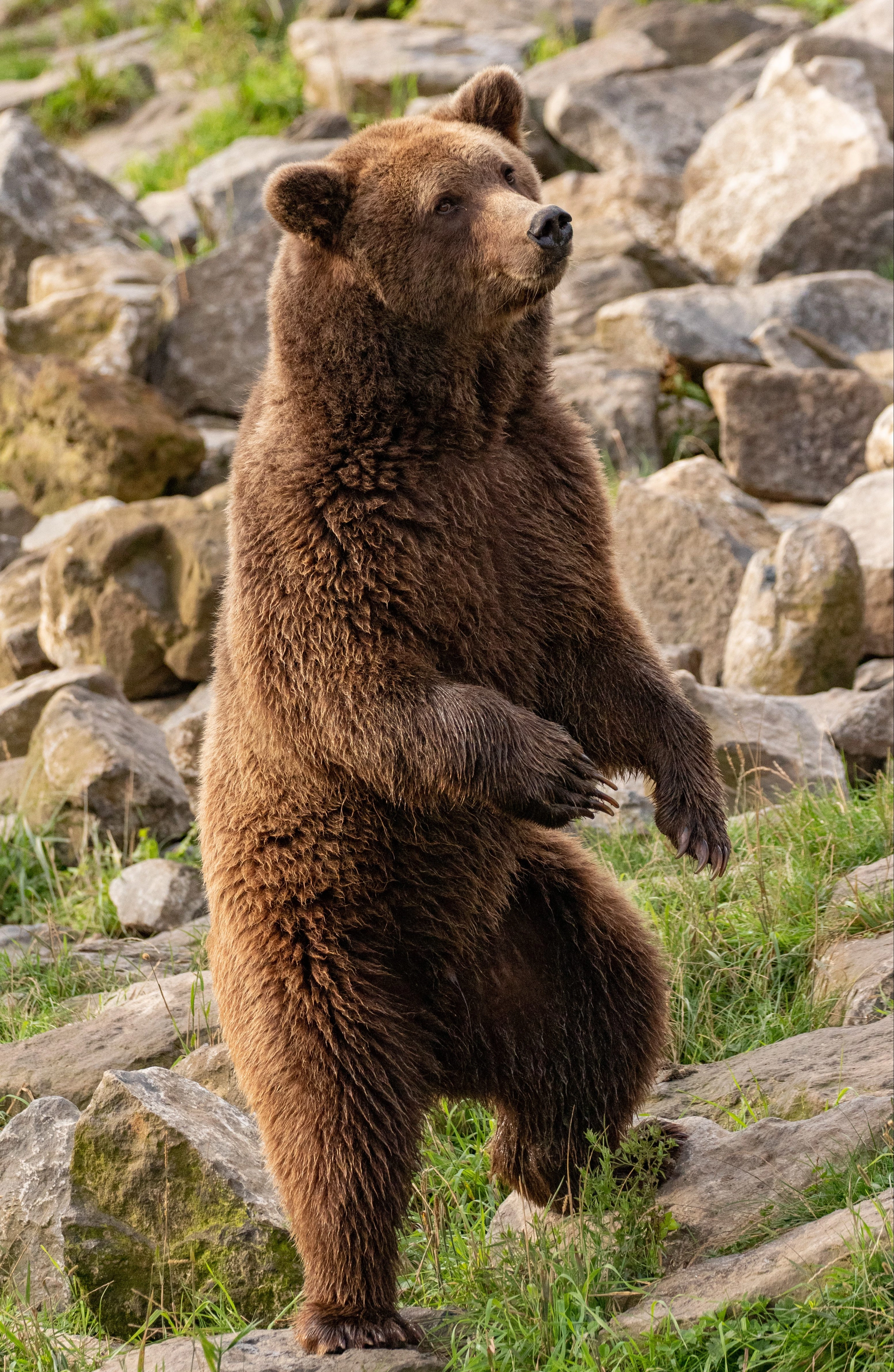 L'Ours brun | Pairi Daiza, image size:2880x4420