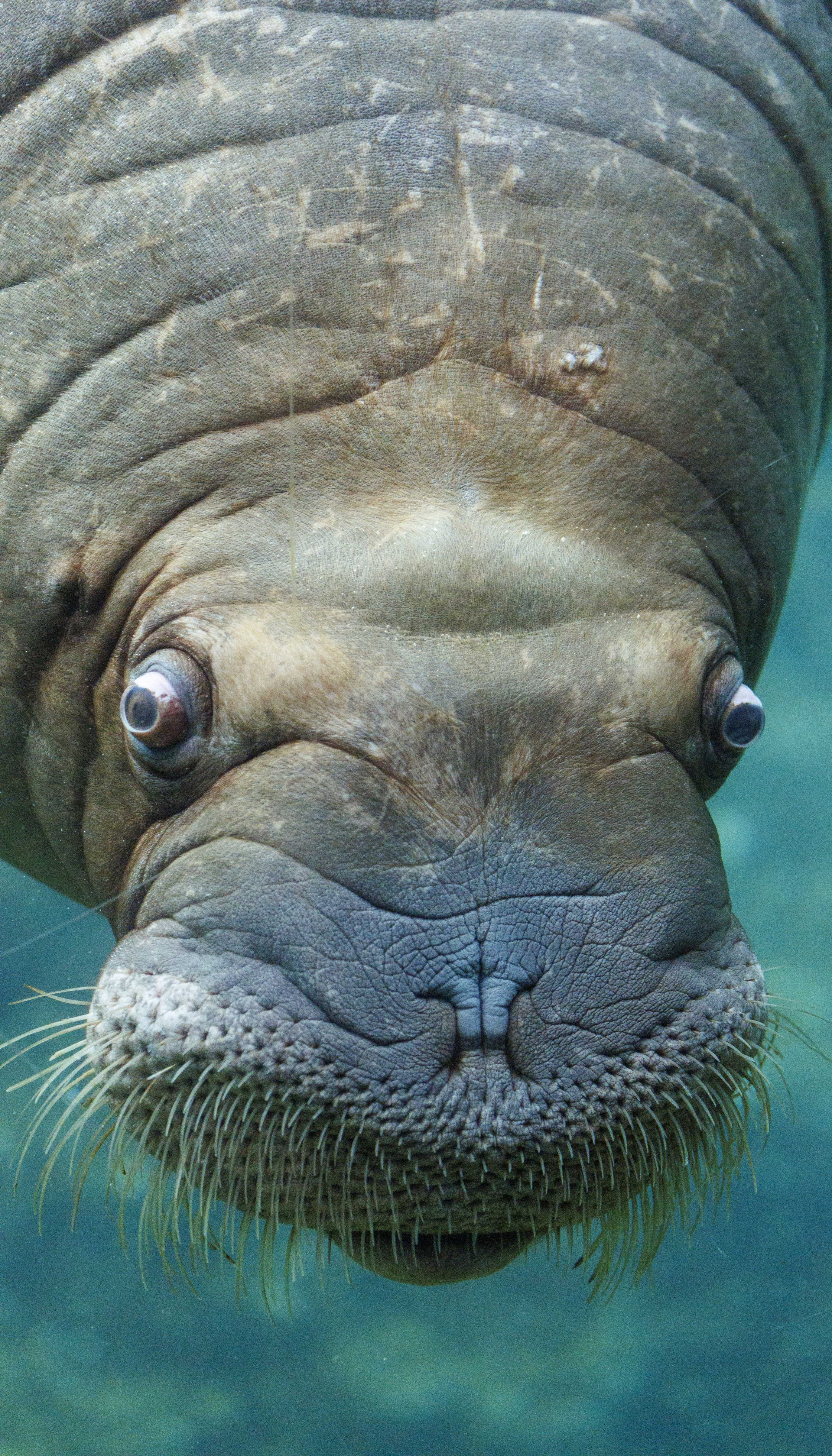 Das Walross | Pairi Daiza