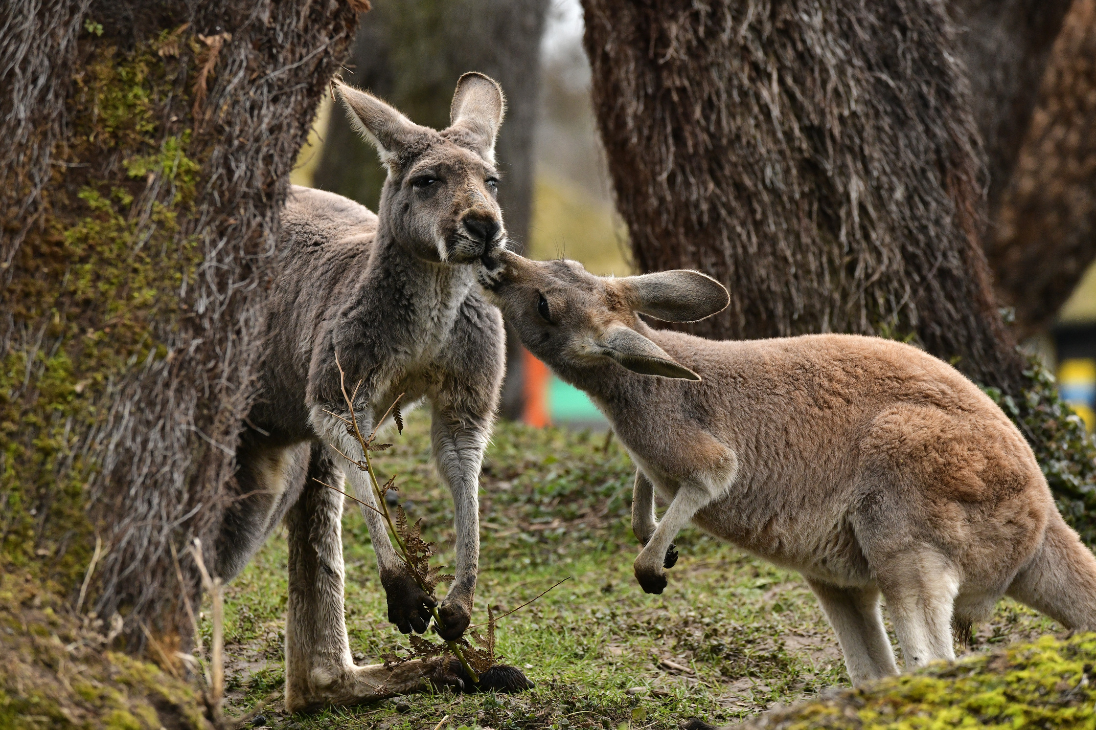 Rode Reuzenkangoeroe | Pairi Daiza