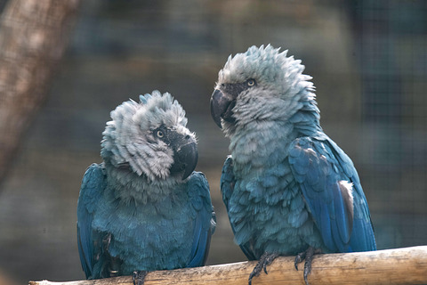L'Ara de Spix | Pairi Daiza