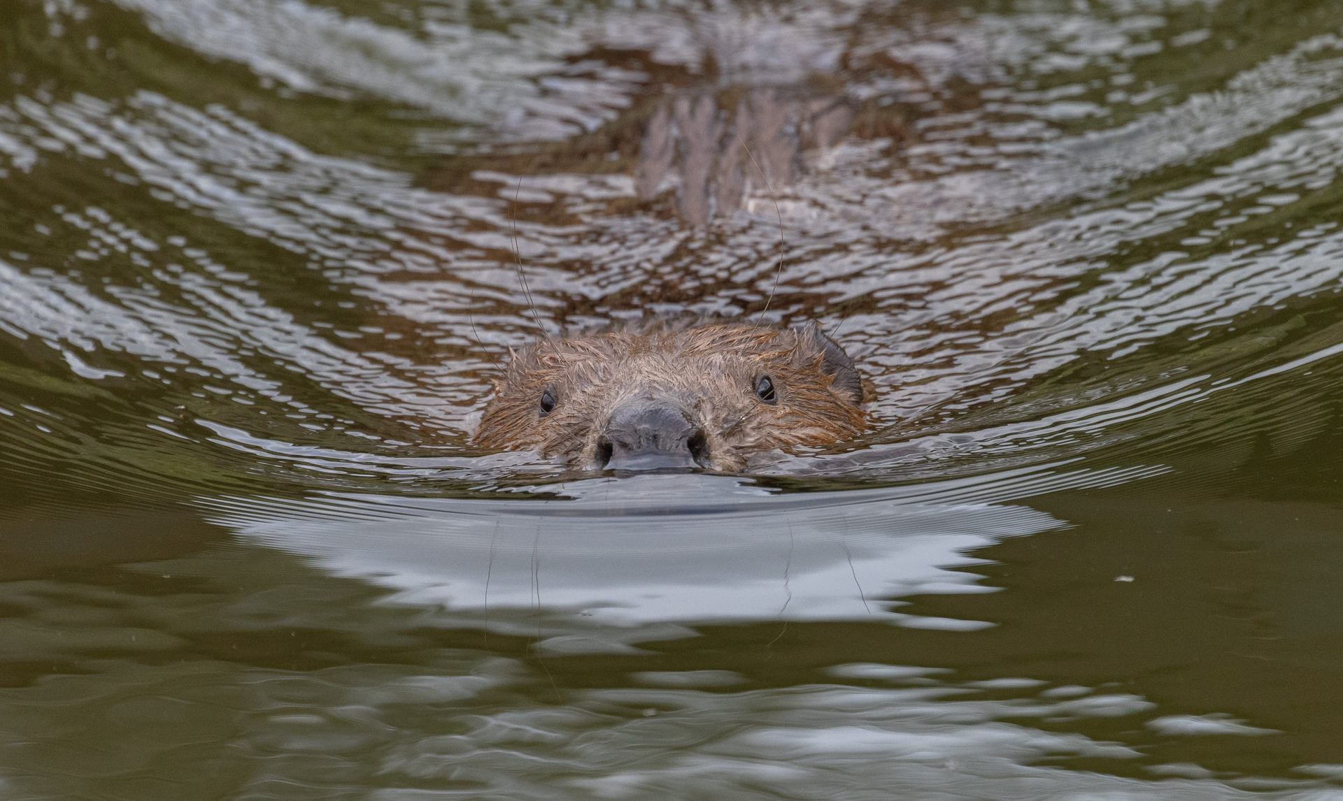 The beaver | Pairi Daiza