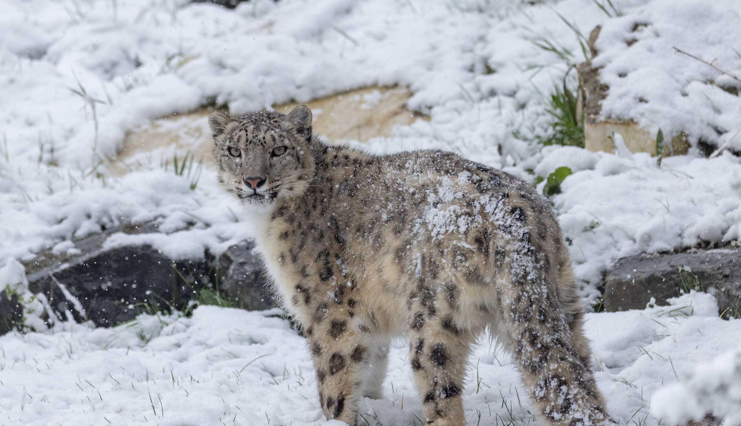 la-panth-re-des-neiges-pairi-daiza