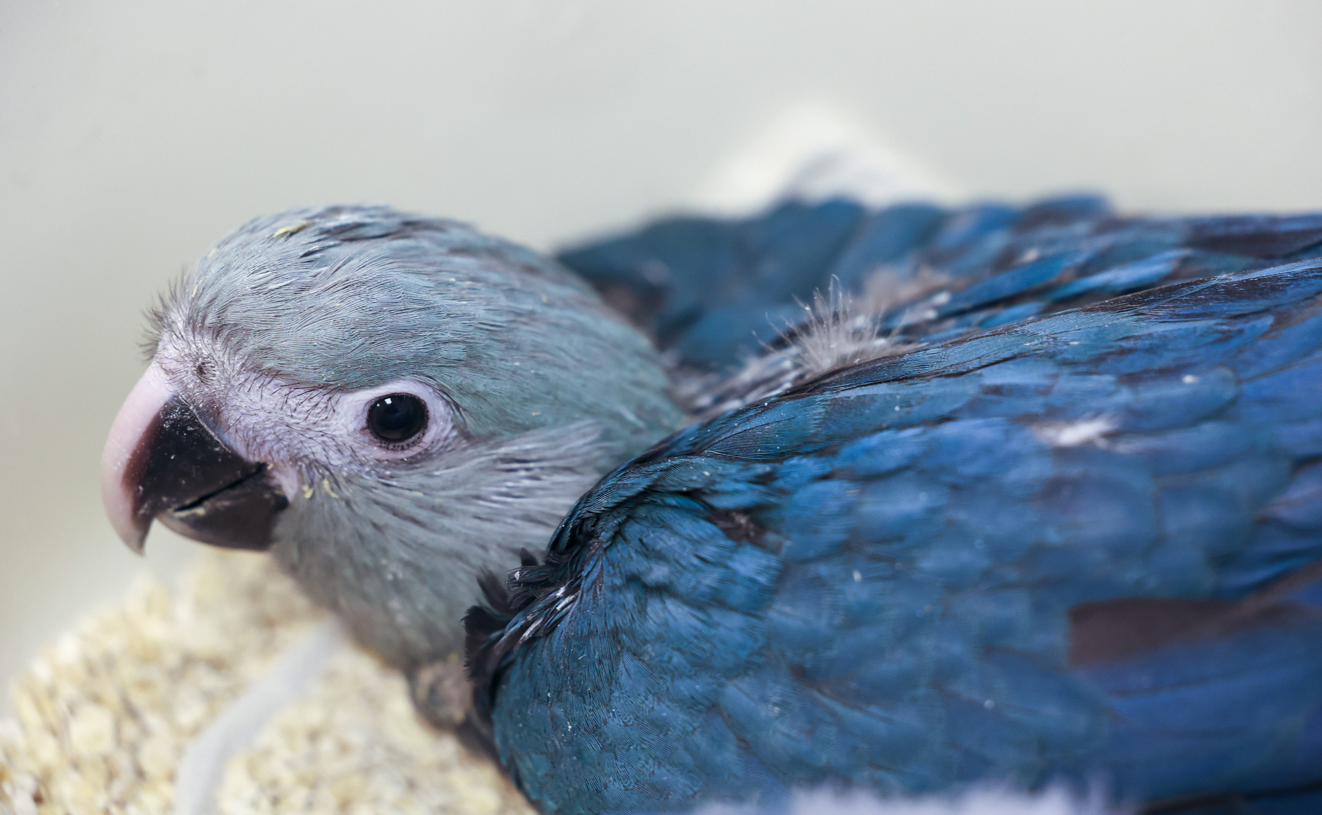 Spix' Ara | Pairi Daiza