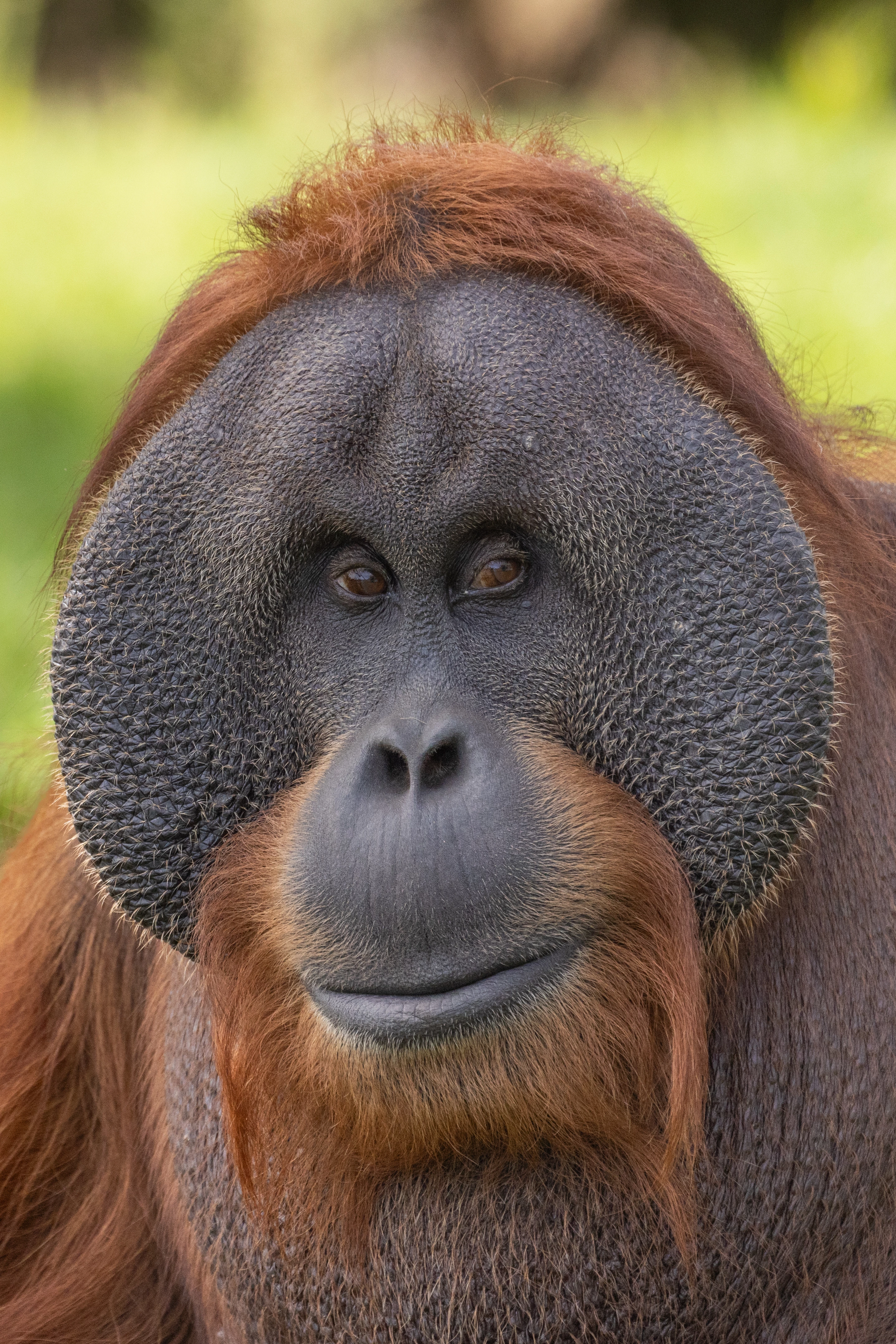 Kemeron Keyn bilan porno